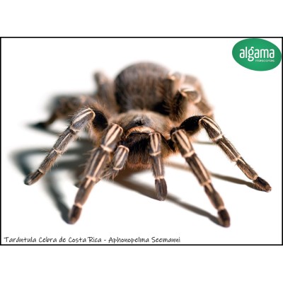 Tarántula Cebra de Costa Rica -  Aphonopelma Seemanni