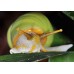 Caracol arborícola verde - Amphidromus atricallosus