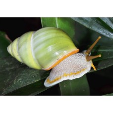 Caracol arborícola verde - Amphidromus atricallosus