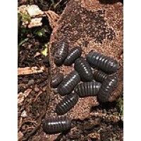 Cochinilla - Bicho bola (Armadillidium vulgare) Cochinilla - Bicho bola (Armadillidium vulgare)