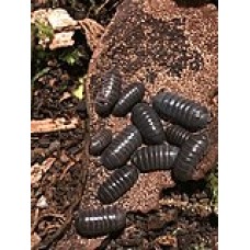 Cochinilla - Bicho bola (Armadillidium vulgare) Cochinilla - Bicho bola (Armadillidium vulgare)