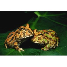 Rana Pacman camuflaje - Ceratophrys Cranwelli