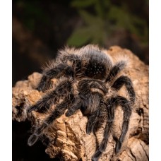Tarántula de pelo rizado - brachypelma albopilosum