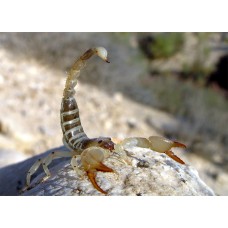 Escorpión dorado de Israel -  Scorpio maurus