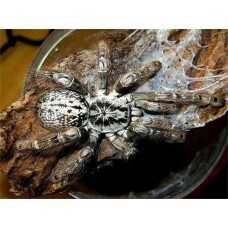 Tarántula Estrellada de Togo - Heteroscodra maculata