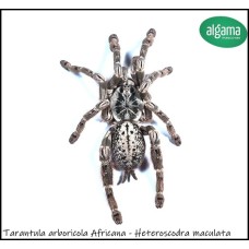 Tarantula arboricola Africana -  Heteroscodra maculata