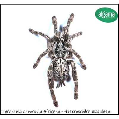 Tarantula arboricola Africana -  Heteroscodra maculata