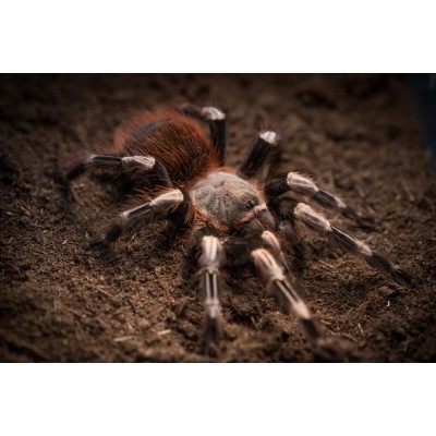 Tarántula Brasileña roja y blanca - Nhandu chromatus