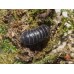 Cochinilla - Bicho bola (Armadillidium vulgare)