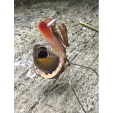 Mantis pavo real - Pseudempusa pinnapavonis