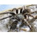 Tarántula Cebra de Costa Rica -  Aphonopelma Seemanni