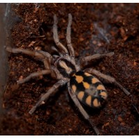 Tarántula Pumpkin - Hapalopus Colombia