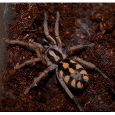 Tarántula Pumpkin - Hapalopus Colombia