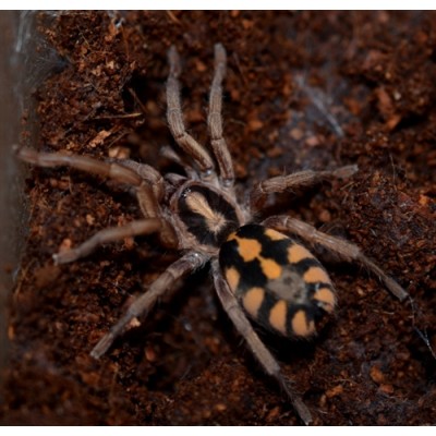 Tarántula Pumpkin - Hapalopus Colombia