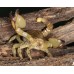 Escorpión dorado de Israel -  Scorpio maurus