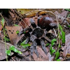 Tarántula de Guatemala - Tliltocatl vagans 