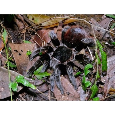 Tarántula de Guatemala - Tliltocatl vagans 