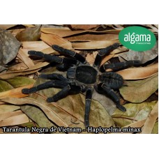 Tarántula Negra de Vietnam - Haplopelma minax