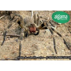 Araña de colmillos rojos - CTENUS AFRICANUS