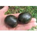 Bicho Bola gigante - Zoosphaerium neptunus