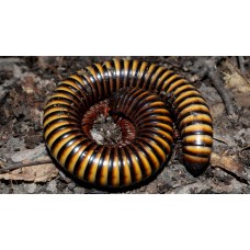 Milpies Gigante de anillos amarillos de Nigeria