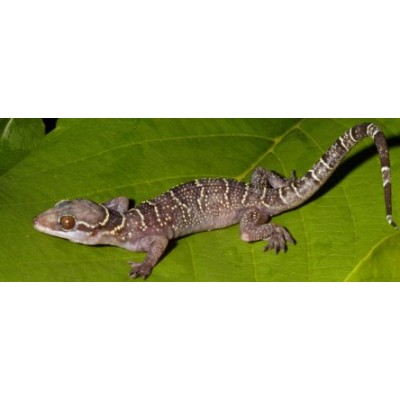 Gecko Africano de puntos amarillos