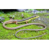 Lagartija arborícola cola de látigo - Takydromus Sexlineatus