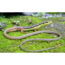 Lagartija arborícola cola de látigo - Takydromus Sexlineatus