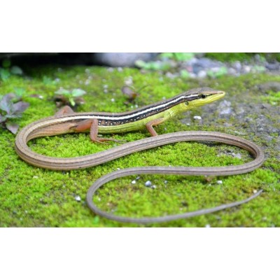 Lagartija arborícola cola de látigo - Takydromus Sexlineatus Lagartija arborícola cola de látigo - Takydromus Sexlineatus