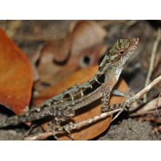 Anolis cobrizo centroamericano - Anolis cupreus Anolis cobrizo centroamericano - Anolis cupreus