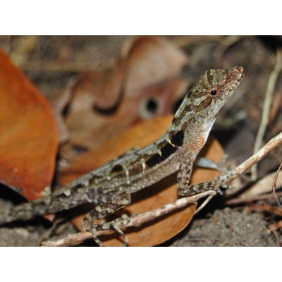 Anolis cobrizo centroamericano - Anolis cupreus Anolis cobrizo centroamericano - Anolis cupreus