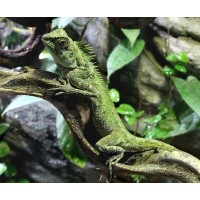 Dragón Cornudo del Vietnam - Acanthosaura Capra