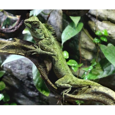 Dragón Cornudo del Vietnam - Acanthosaura Capra