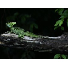 Basilisco esmeralda de doble cresta - Basiliscus plumifrons