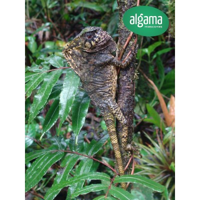 Dragón Crestado Turipache - Corytophanes cristatus