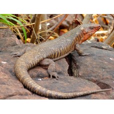 Gerrhosaurus validus - Lagarto Acorazado Gigante Gerrhosaurus validus - Lagarto Acorazado Gigante