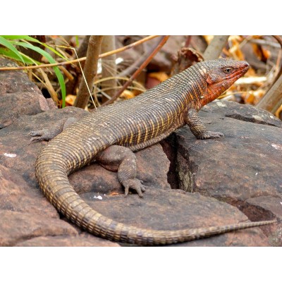 Gerrhosaurus Major - Lagarto Acorazado Gigante Gerrhosaurus Major - Lagarto Acorazado Gigante