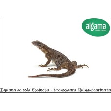 Iguana negra de cola espinosa