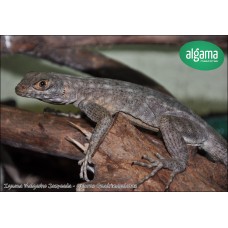 Iguana Malgache Jaspeada - Oplorus Quadrimaculatus