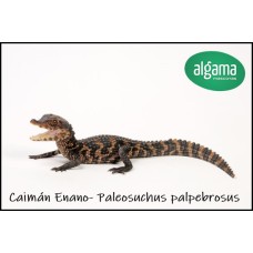 Caimán Enano - Paleosuchus palpebrosus