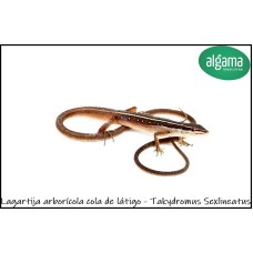 Lagartija arborícola cola de látigo - Takydromus Sexlineatus