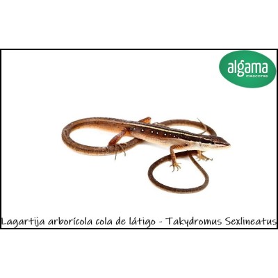 Lagartija arborícola cola de látigo - Takydromus Sexlineatus