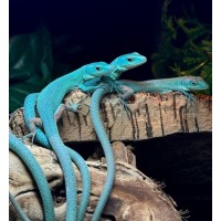 Lagarto azul de Tanzania - Gastropholis prasina Blue Lagarto azul de Tanzania - Gastropholis prasina Blue