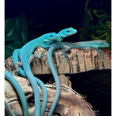 Lagarto azul de Tanzania - Gastropholis prasina Blue Lagarto azul de Tanzania - Gastropholis prasina Blue