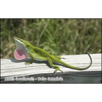 Anolis Carolinensis - Falso Camaleón 