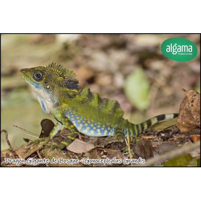 Dragón Gigante de Bosque - Gonocephalus Grandis 