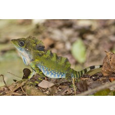 Dragón Gigante de Bosque - Gonocephalus Grandis 