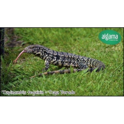 Lagarto Overo - Tupinambis teguixin 