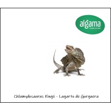 Chlamydosaurus Kingii - Lagarto de Gorguera 