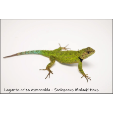 Lagarto erizo esmeralda  - Sceloporus Malachiticus